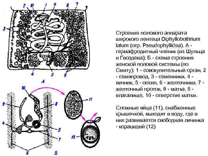 Гермафродитный членик свиного цепня