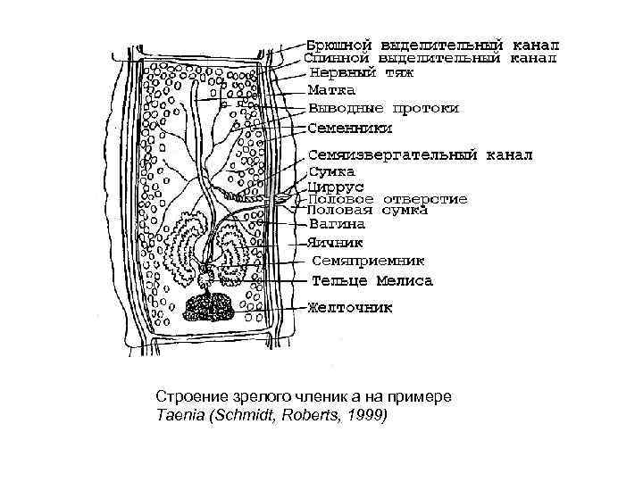 Строение зрелого членик а на примере Taenia (Schmidt, Roberts, 1999) 