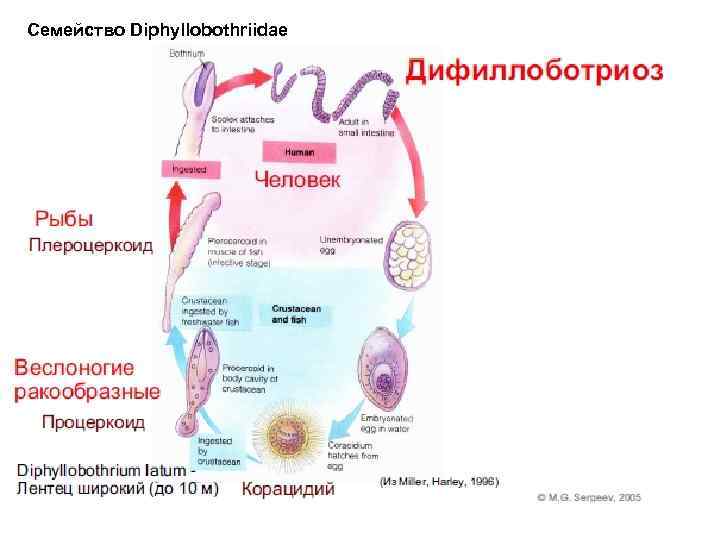 Семейство Diphyllobothriidae 