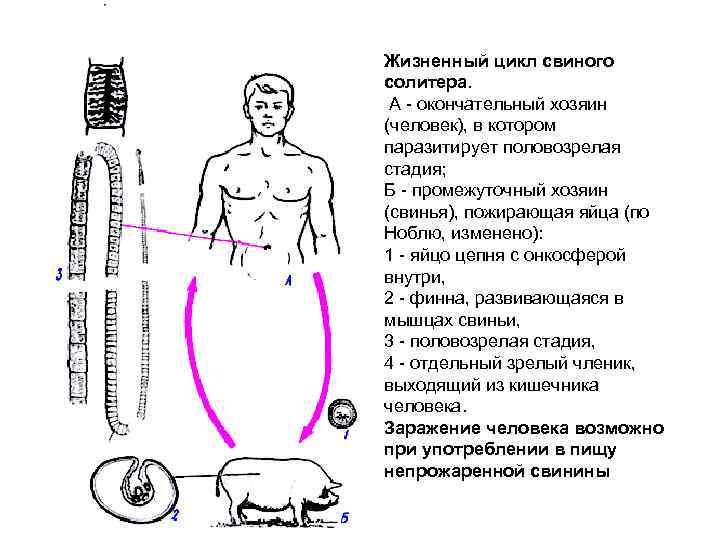 Жизненный цикл свиного солитера. А - окончательный хозяин (человек), в котором паразитирует половозрелая стадия;