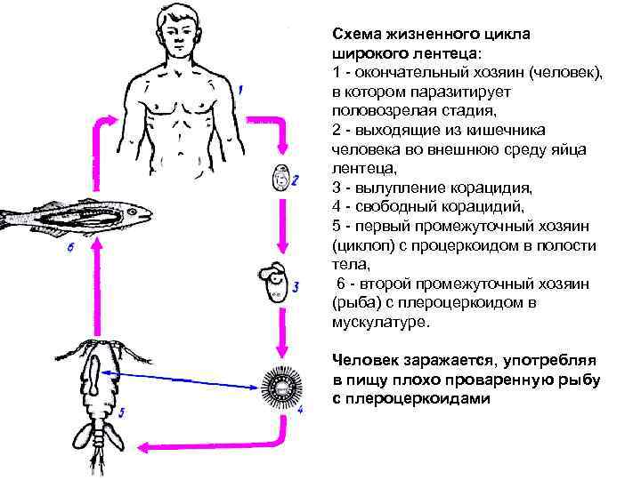 Схема жизненного цикла широкого лентеца: 1 - окончательный хозяин (человек), в котором паразитирует половозрелая