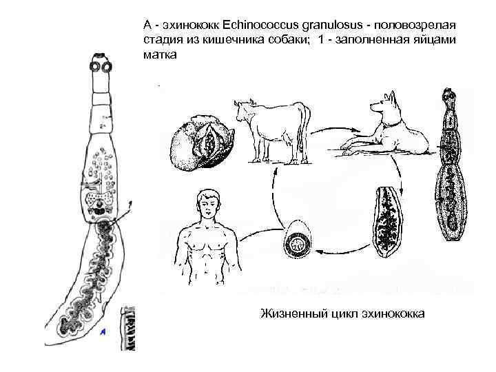 А - эхинококк Echinococcus granulosus - половозрелая стадия из кишечника собаки; 1 - заполненная