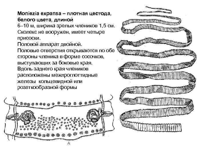 Общая характеристика морфологии цестод