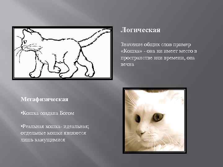Логическая Значение общих слов пример «Кошка» - она ни имеет место в пространстве или