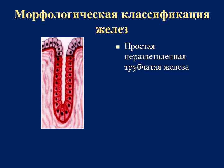 Морфологическая классификация желез n Простая неразветвленная трубчатая железа 