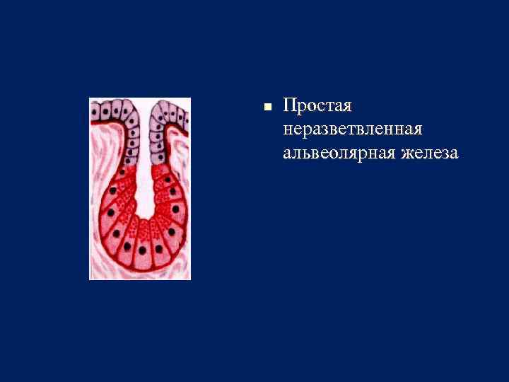 Сложные железы. Простая неразветвленная альвеолярная железа. Альвеолярно-трубчатые железы. Простая альвеолярная железа кожи лягушки. Простая неразветвленная альвеолярная железа ткань.