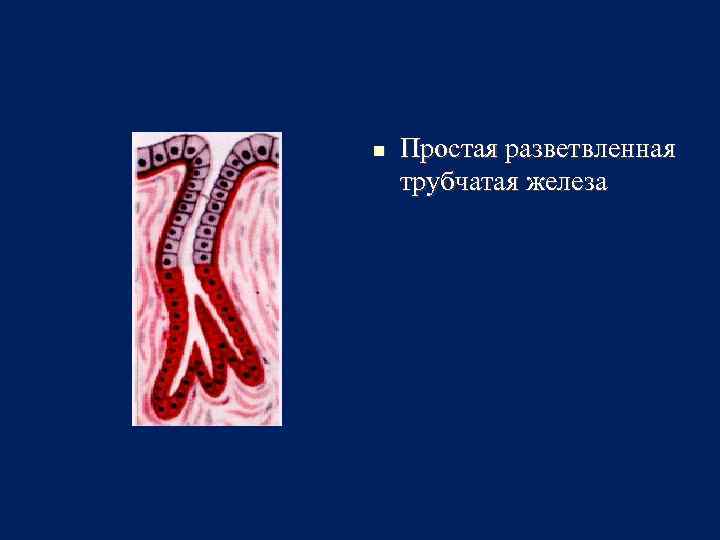 Трубчатая железа. Разветвленная альвеолярная железа. Простые разветвленные трубчатые железы. Простая разветвленная альвеолярная железа. Простая неразветвленная трубчатая железа.