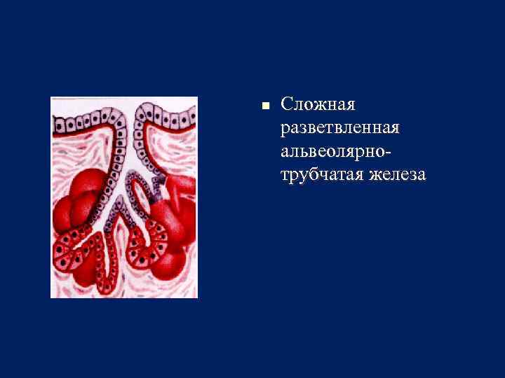 n Сложная разветвленная альвеолярнотрубчатая железа 