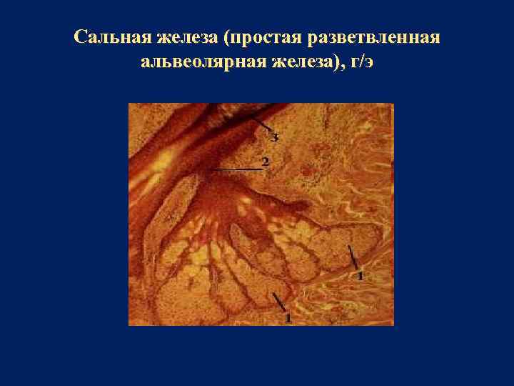 Сальная железа (простая разветвленная альвеолярная железа), г/э 