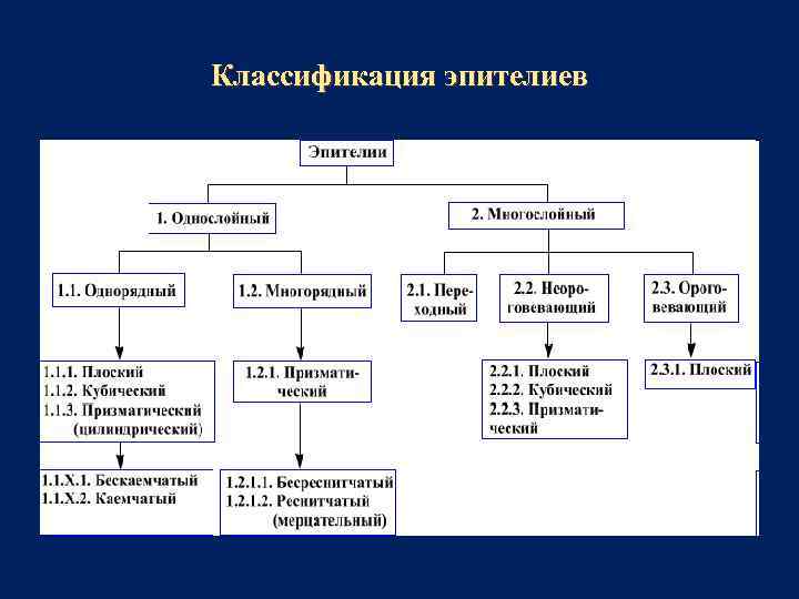 Классификация эпителиев 