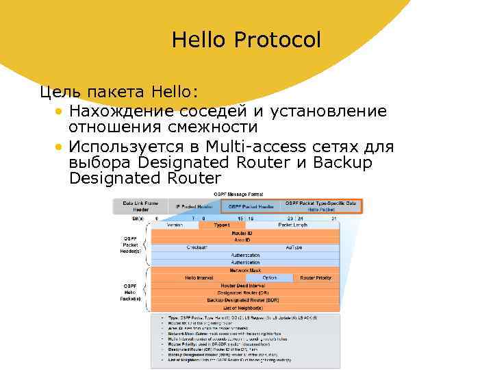 Hello Protocol Цель пакета Hello: • Нахождение соседей и установление отношения смежности • Используется