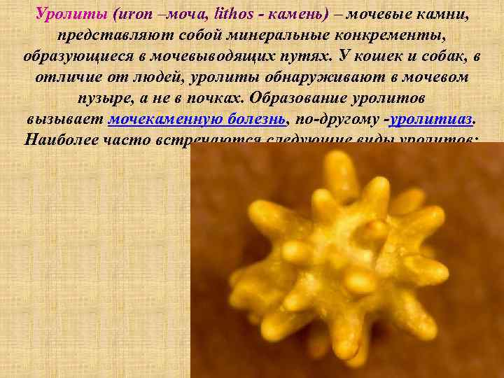 Уролиты (uron –моча, lithos - камень) – мочевые камни, представляют собой минеральные конкременты, образующиеся
