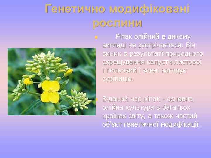 Генетично модифіковані рослини n n Ріпак олійний в дикому вигляді не зустрічається. Він виник