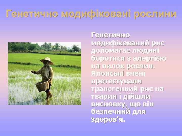 Генетично модифіковані рослини Генетично модифікований рис допомагає людині боротися з алергією на пилок рослин.