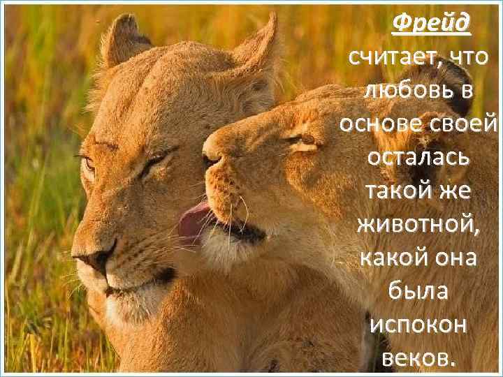 Фрейд считает, что любовь в основе своей осталась такой же животной, какой она была