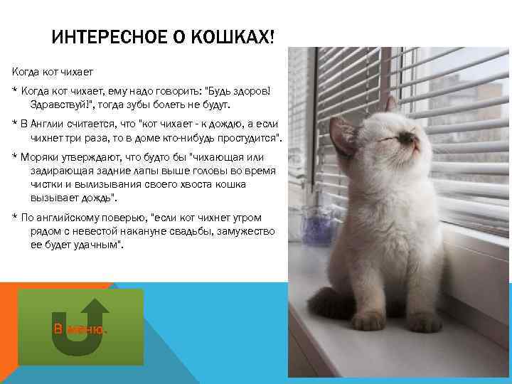 ИНТЕРЕСНОЕ О КОШКАХ! Когда кот чихает * Когда кот чихает, ему надо говорить: 