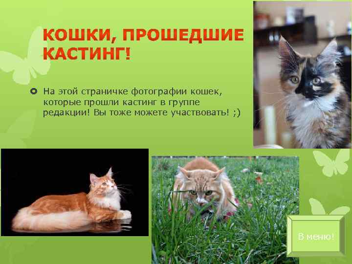  На этой страничке фотографии кошек, которые прошли кастинг в группе редакции! Вы тоже