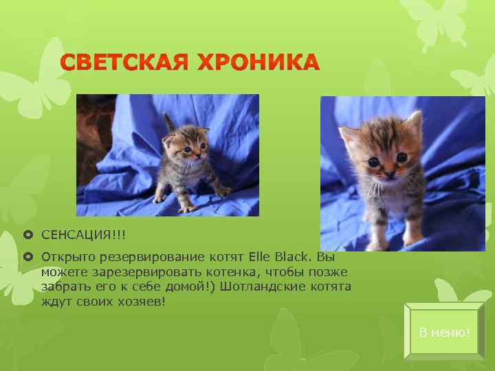  СЕНСАЦИЯ!!! Открыто резервирование котят Elle Black. Вы можете зарезервировать котенка, чтобы позже забрать