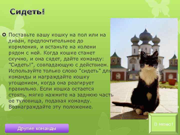 Сидеть! Поставьте вашу кошку на пол или на диван, предпочтительнее до кормления, и встаньте