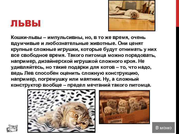 ЛЬВЫ Кошки-львы – импульсивны, но, в то же время, очень вдумчивые и любознательные животные.