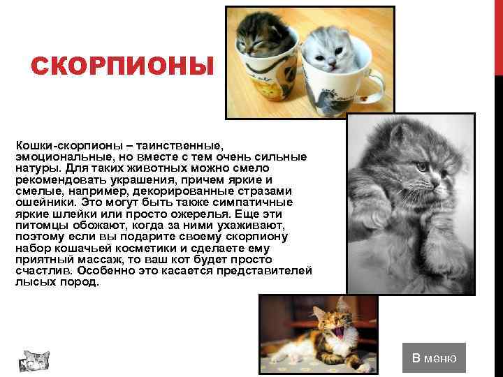 СКОРПИОНЫ Кошки-скорпионы – таинственные, эмоциональные, но вместе с тем очень сильные натуры. Для таких