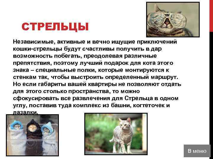 СТРЕЛЬЦЫ Независимые, активные и вечно ищущие приключений кошки-стрельцы будут счастливы получить в дар возможность