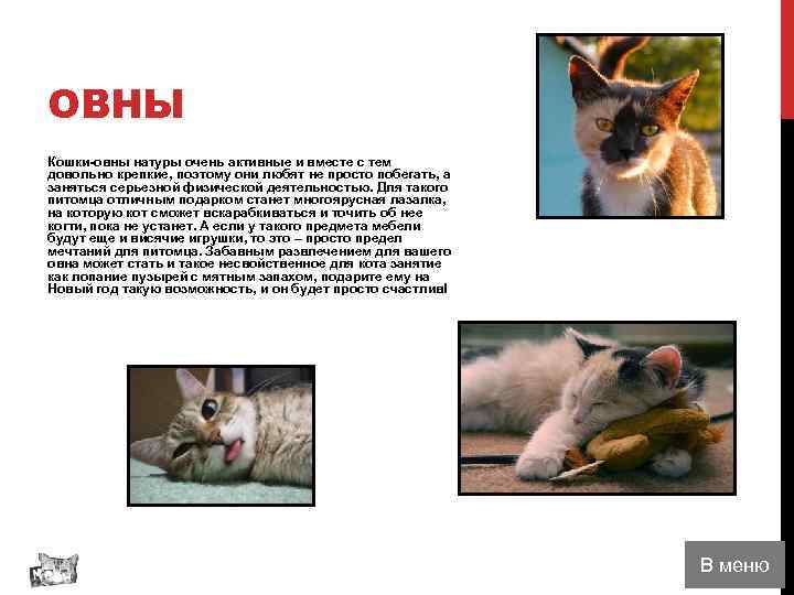 ОВНЫ Кошки-овны натуры очень активные и вместе с тем довольно крепкие, поэтому они любят