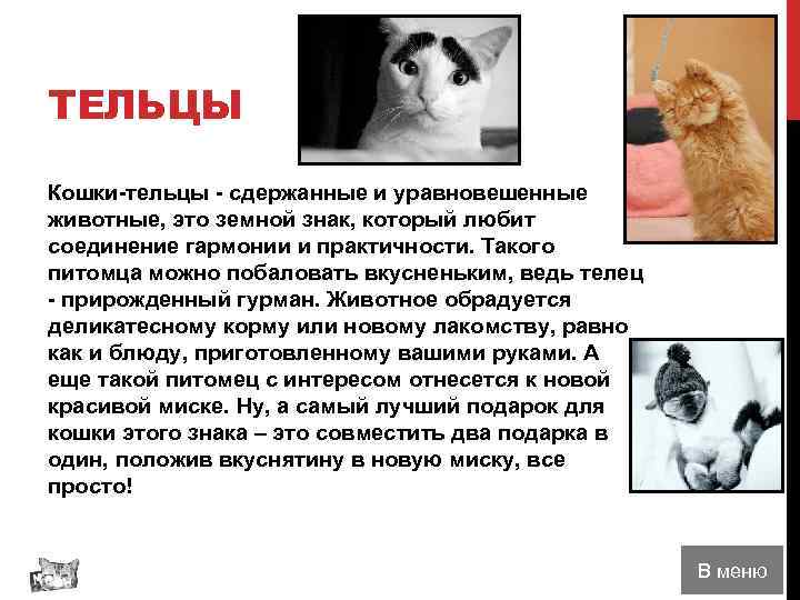 ТЕЛЬЦЫ Кошки-тельцы - сдержанные и уравновешенные животные, это земной знак, который любит соединение гармонии