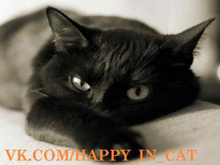 VK. COM/HAPPY_IN_CAT 