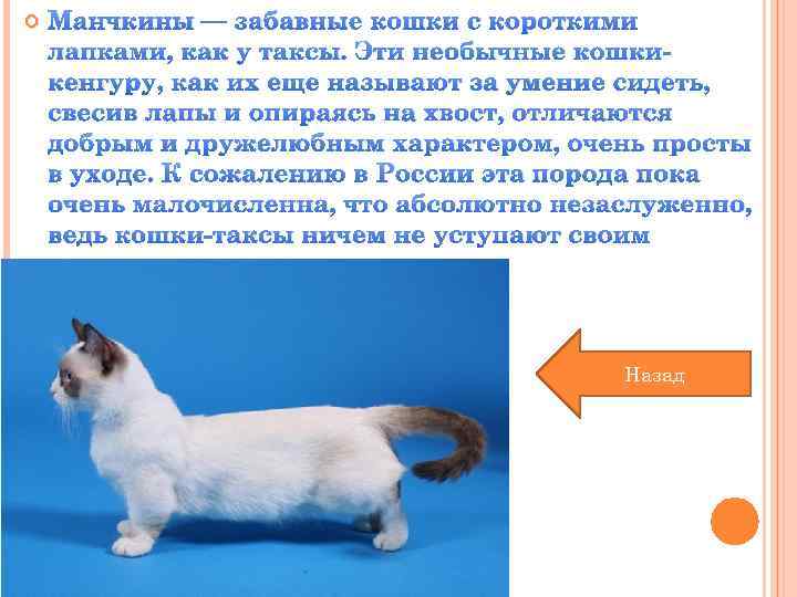  Манчкины — забавные кошки с короткими лапками, как у таксы. Эти необычные кошкикенгуру,
