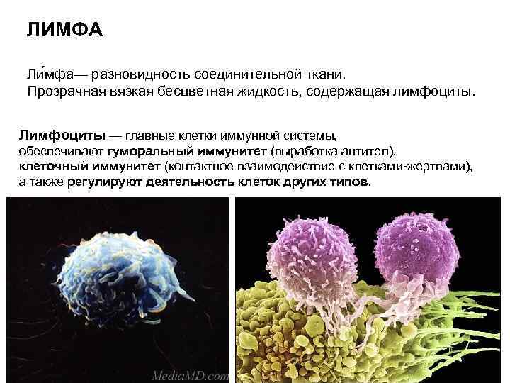 ЛИМФА Ли мфа— разновидность соединительной ткани. Прозрачная вязкая бесцветная жидкость, содержащая лимфоциты. Лимфоциты —