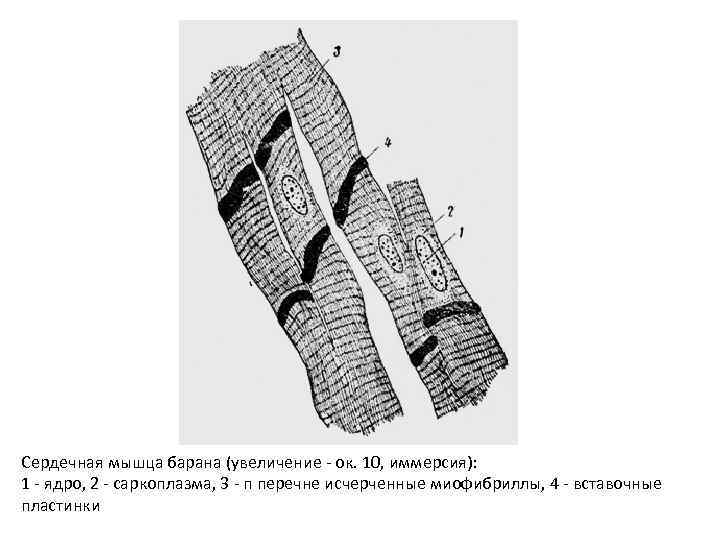 Сердечная мышца барана (увеличение - ок. 10, иммерсия): 1 - ядро, 2 - саркоплазма,