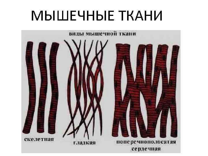 МЫШЕЧНЫЕ ТКАНИ 