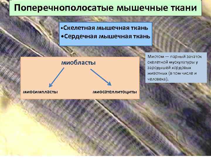 Поперечнополосатые мышечные ткани • Скелетная мышечная ткань • Сердечная мышечная ткань миобласты миосимпласты миосателлитоциты