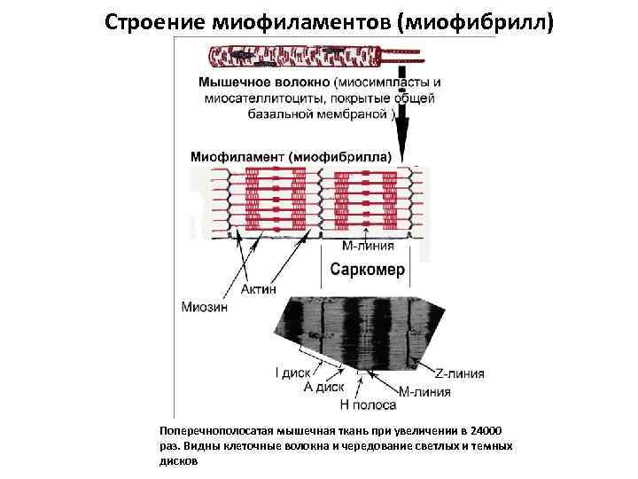 Строение миофиламентов (миофибрилл) Поперечнополосатая мышечная ткань при увеличении в 24000 раз. Видны клеточные волокна