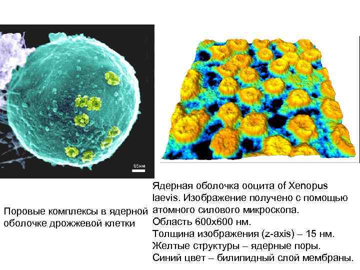 Ядерная оболочка фото