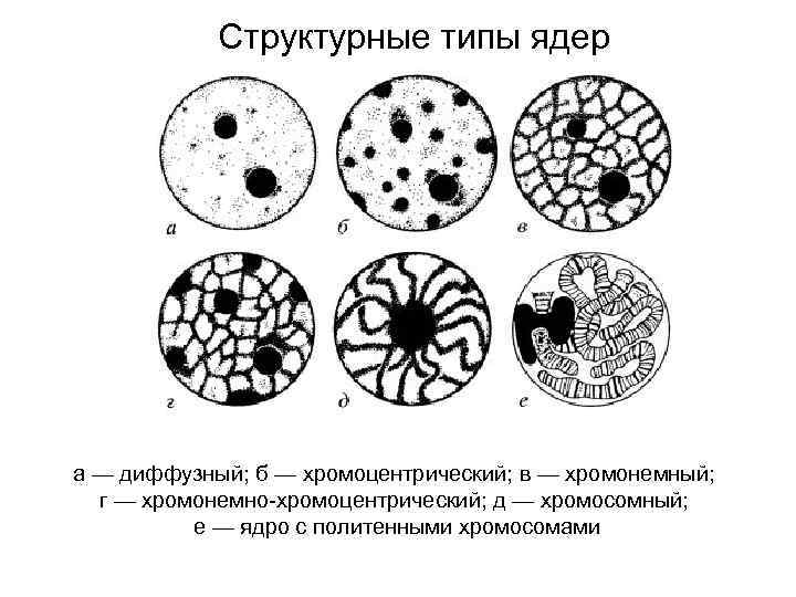 Виды клеток ядра. Типы ядра клетки. Ядра разных типов клеток. Структурные типы ядрышек.