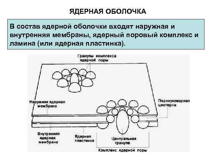 Комплекс ядерной поры