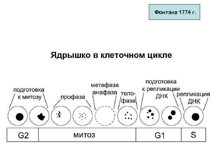 Фонтана 1774 г. Ядрышко в клеточном цикле 