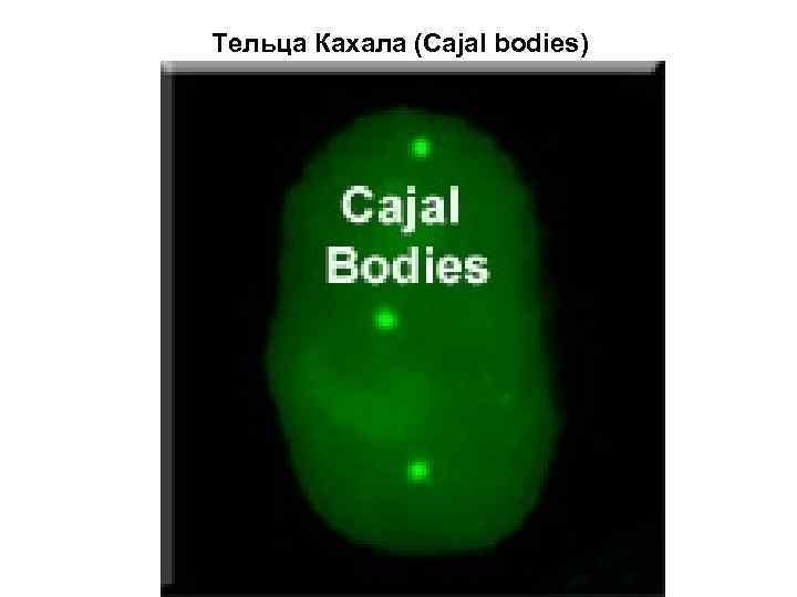 Тельца Кахала (Cajal bodies) 