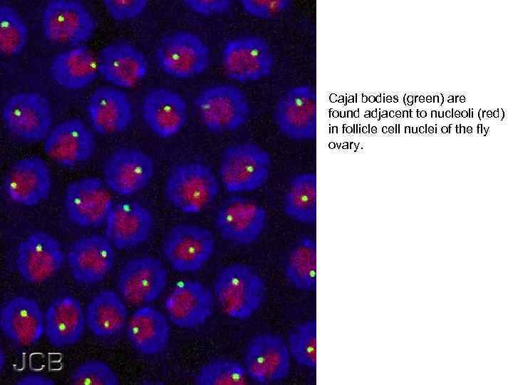 Cajal bodies (green) are found adjacent to nucleoli (red) in follicle cell nuclei of