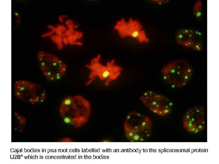 Cajal bodies in pea root cells labelled with an antibody to the spliceosomal protein