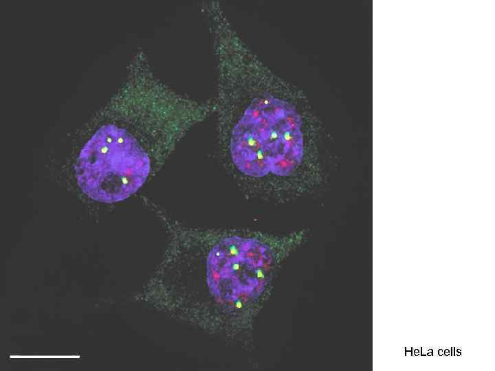 He. La cells 