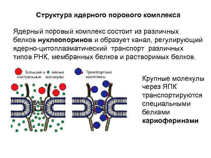 Исчезновение ядерной мембраны