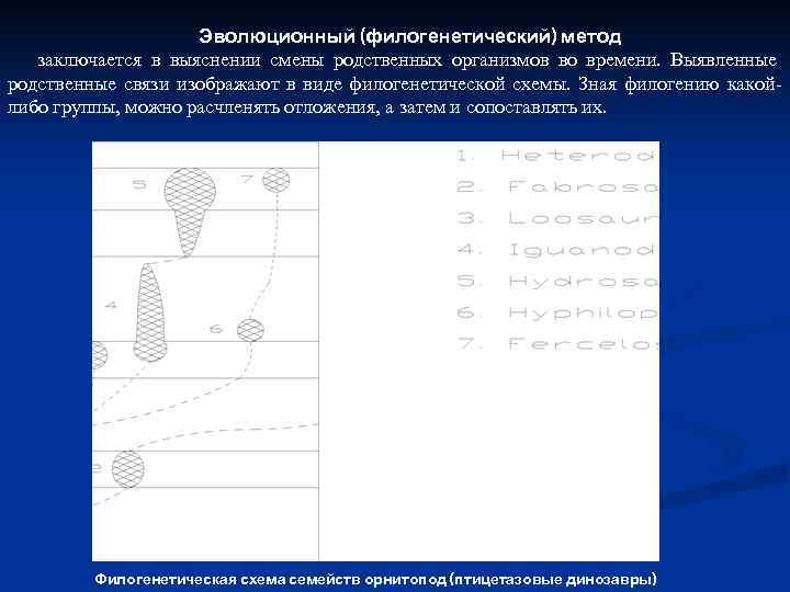Эволюционный (филогенетический) метод заключается в выяснении смены родственных организмов во времени. Выявленные родственные связи