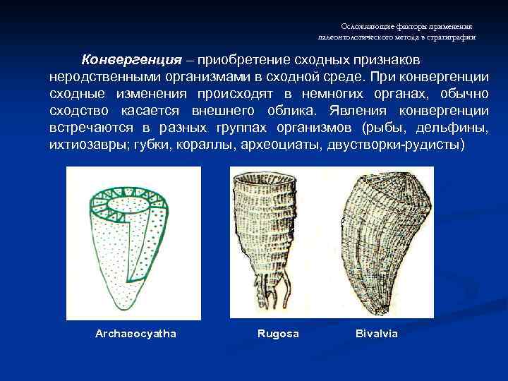 Осложняющие факторы применения палеонтологического метода в стратиграфии Конвергенция – приобретение сходных признаков неродственными организмами