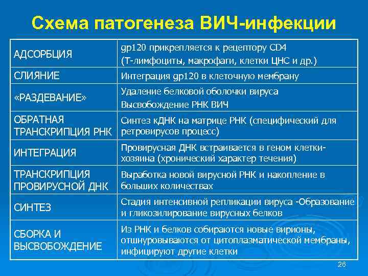Схема патогенеза ВИЧ-инфекции АДСОРБЦИЯ gp 120 прикрепляется к рецептору CD 4 (Т-лимфоциты, макрофаги, клетки