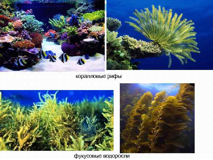  коралловые рифы фукусовые водоросли 