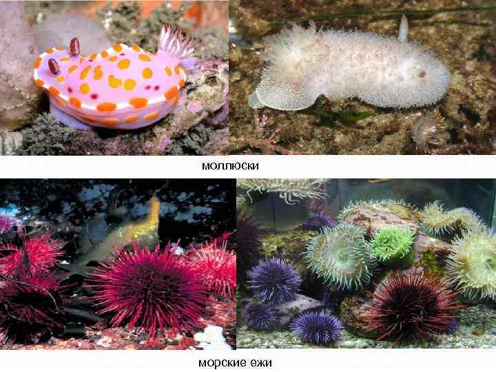  моллюски морские ежи 