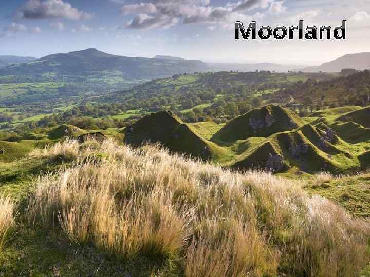 Moorland 